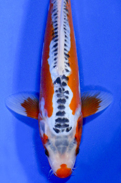 pisces , 7 Wonderful Koi Pond Fish For Sale : Shusui Scaleless Koi