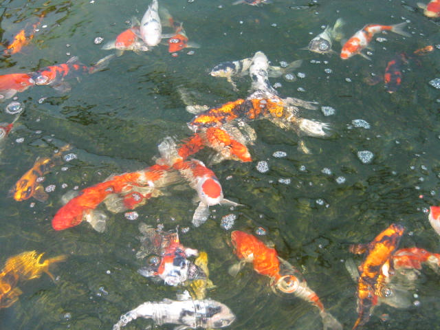 pisces , 8 Beautiful Koi Fish Breeders : Sml Koi Ogon