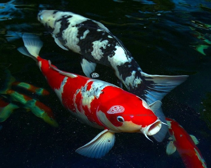 pisces , 6 Good Facts About Koi Fish :  The Best Koi Fish