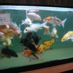 the best koi fish , 8 Wonderful Koi Fish Tanks In pisces Category