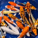  the best koi fish , 8 Charming Hikari Koi Fish In pisces Category