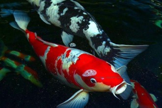  The Best Koi Fish , 7 Fabulous Huge Koi Fish For Sale In pisces Category