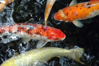  the best koi fish in Amphibia