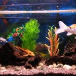  tropical fish , 8 Wonderful Koi Fish Tanks In pisces Category