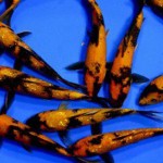 ustsuri black and orange koi , 6 Fabulous Koi Fish Ponds For Sale In pisces Category