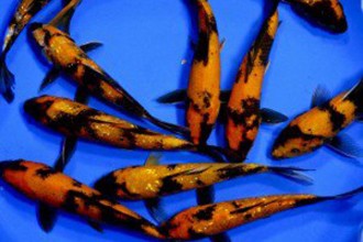 Ustsuri Black And Orange Koi , 8 Beautiful Koi Fish Pond For Sale In pisces Category