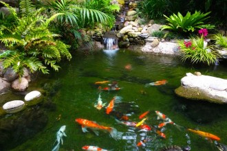  Wallpaper Koi Fish , 7 Nice Koi Fish Pond Supplies In pisces Category