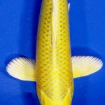 yamabuki yellow koi , 7 Wonderful Koi Pond Fish For Sale In pisces Category