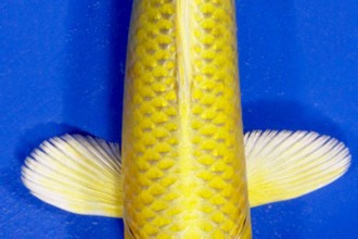 Yamabuki Yellow Koi , 7 Wonderful Koi Pond Fish For Sale In pisces Category