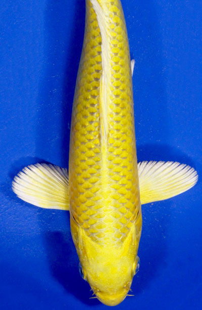 yamabuki yellow koi : Biological Science Picture Directory – Pulpbits.net