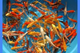 KOi Fish Sale in Scientific data