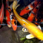 Koi Carp Fishes , 6 Good How Much Are Japanese Koi Fish In pisces Category