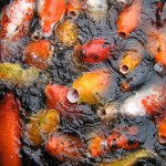 Koi Fish Feeding , 8 Charming Koi Fish Feeding In pisces Category