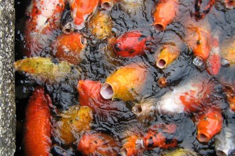 Koi Fish Feeding , 8 Charming Koi Fish Feeding In pisces Category