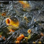 Okinawa Koi Fish , 8 Charming Koi Fish Feeding In pisces Category