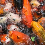  butterfly koi , 8 Charming Koi Fish Feeding In pisces Category