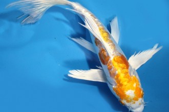  fish koi japanese in Human