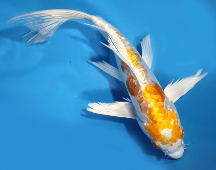 pisces , 7 Fabulous Koi Fish Sculpture :  Fish Koi Japanese