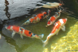  Fish Pond Design , 6 Nice Koi Fish Pond Kits In pisces Category