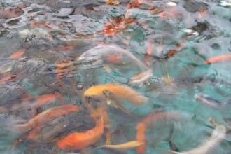  Japanese Koi Fish , 6 Nice Koi Fish Pond Kits In pisces Category