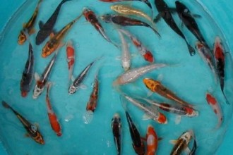  japanese koi fish in Orthoptera