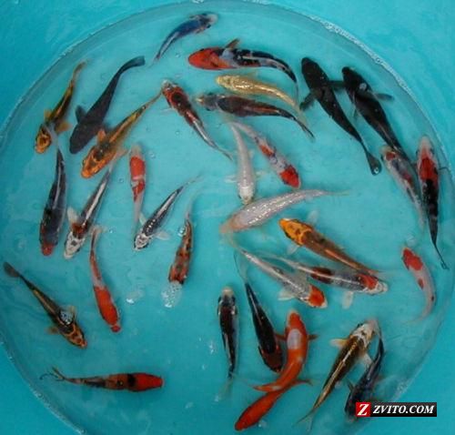 pisces , 5 Stunning Koi Fish For Miami :  Japanese Koi Fish