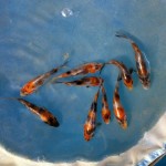  koi fish breeding , 6 Good How Much Are Japanese Koi Fish In pisces Category
