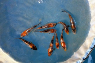  Koi Fish Breeding , 6 Good How Much Are Japanese Koi Fish In pisces Category