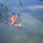  koi fish for sale , 6 Good How Much Are Japanese Koi Fish In pisces Category