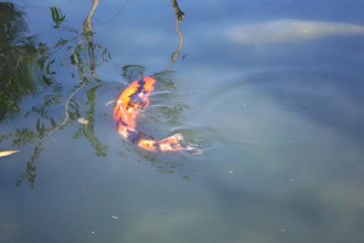  Koi Fish For Sale , 6 Good How Much Are Japanese Koi Fish In pisces Category