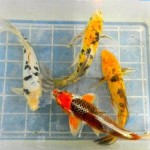  koi fish for sale , 5 Stunning Koi Fish For Miami In pisces Category