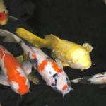 koi fish pond japanese , 6 Good How Much Are Japanese Koi Fish In pisces Category
