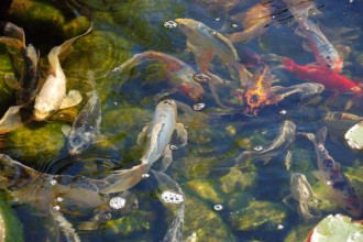 Koi Fish Prices , 6 Good How Much Are Japanese Koi Fish In pisces Category