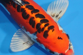  Sanke Koi , 7 Fabulous Koi Fish Sculpture In pisces Category