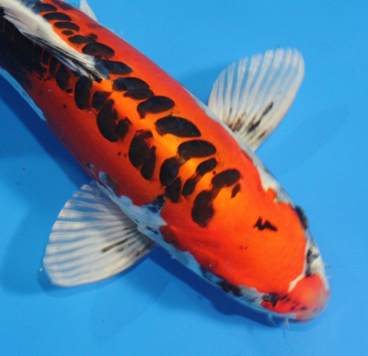 pisces , 7 Fabulous Koi Fish Sculpture :  Sanke Koi