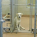 Adopting From The Animal Shelter , 5 Unique Pictures Of Dogs In Animal Shelters In Dog Category