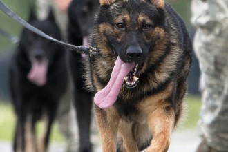 Air Force Dogs , 6 Unique Military Dog Pictures In Dog Category
