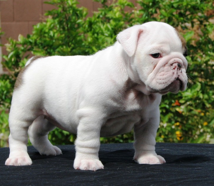 Dog , 7 Popular Pictures Of Dogs For Sale : Bulldog Puppies