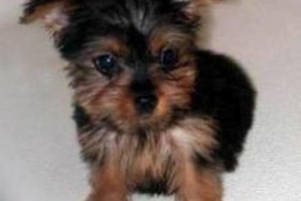 Cheap Yorkie Puppies , 7 Popular Dogs For Sale Pictures In Dog Category