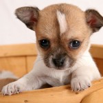 Chihuahua puppies , 7 Popular Dogs For Sale Pictures In Dog Category
