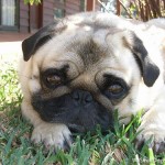Cute Small Dog Breeds , 6 Awesome Tiny Dog Breeds List With Pictures In Dog Category
