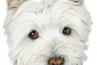 Cute Westie Dog Art Digital Art , 7 Amazing Art Pictures Of Dogs In Dog Category