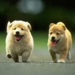 Cute puppies , 7 Stunning Pictures Of Dogs And Puppys In Dog Category