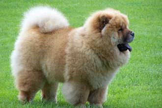Dangerous Dog Breeds , 7 Stunning Pictures Of Dogs Breeds In Dog Category