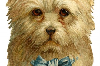Darling Dog With Bow , 7 Amazing Art Pictures Of Dogs In Dog Category