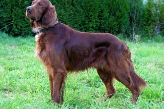 Description Can Setter Dog , 6 Lovely Free Dog Pictures In Dog Category