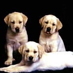Dog Adoption , 7 Superb Dog Adoption Pictures In Dog Category