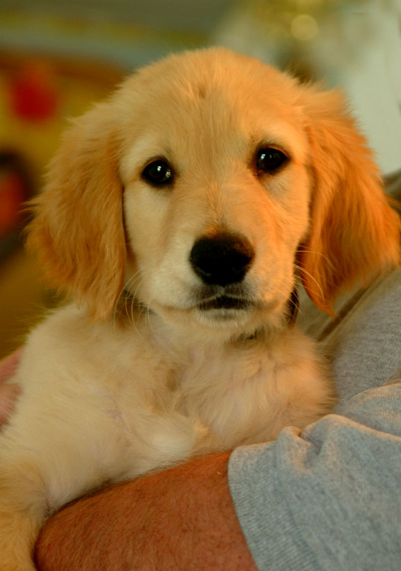 Dog , 7 Superb Dog Adoption Pictures : Dog Rescue And Adoption