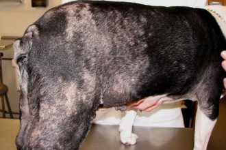 Dog Skin Allergies in Laboratory