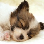 Dog Sleep Animals , 7 Gorgeous Dog Pictures Free In Dog Category